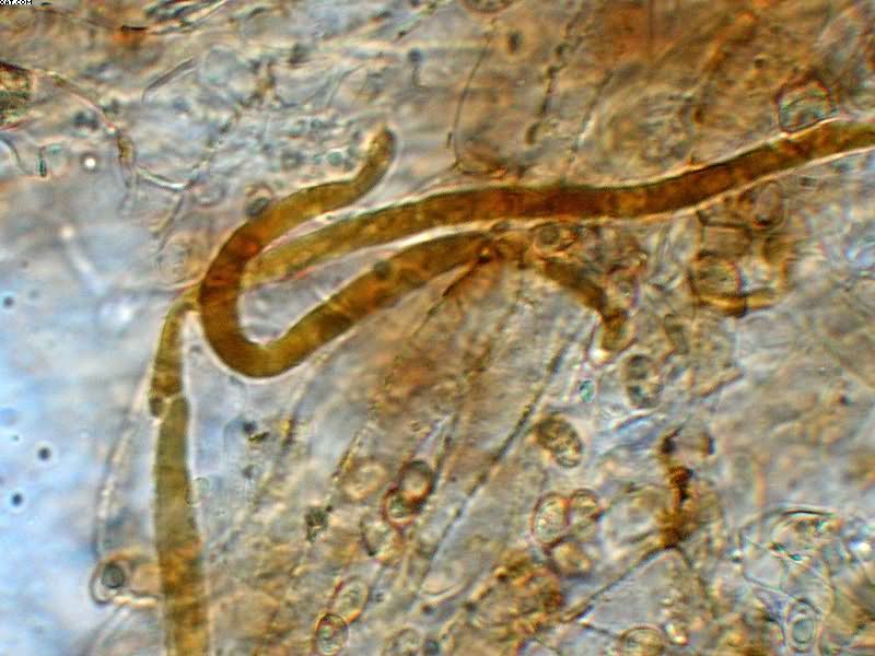Tubaria furfuracea       (Pers.)     Gillet